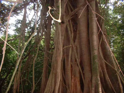  Cinnamon native to southern China