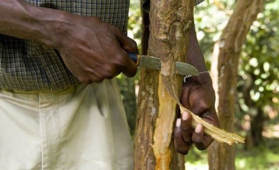  Mining and harvesting cinnamon