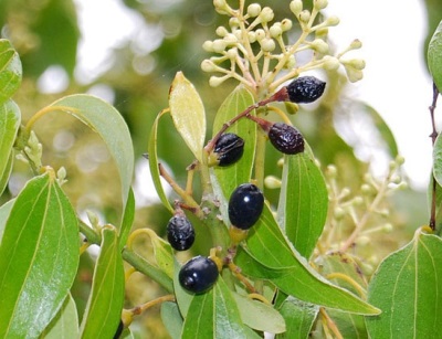  Fruits, flowers and leaves of cinnamon tree