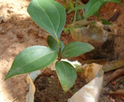  Growing cinnamon tree