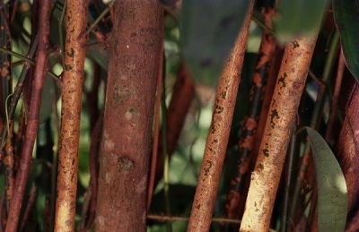  Cinnamon tree