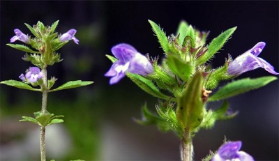  Cat's catnip in medicine