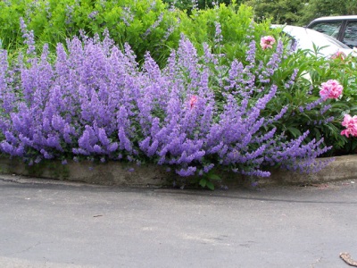  Cat's catnip in landscape design