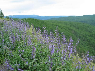  Cat's catnip in Siberia