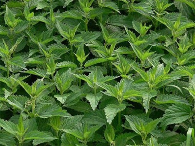  Nettle growing