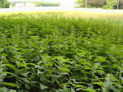  Nettle habitats