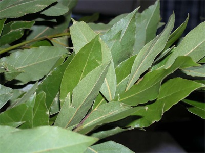  The chemical composition of bay leaf