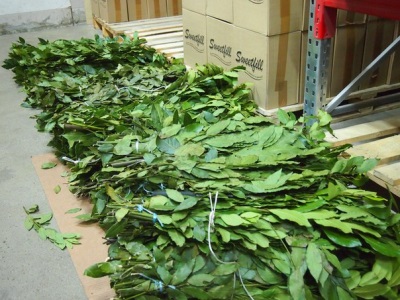  Drying bay leaves