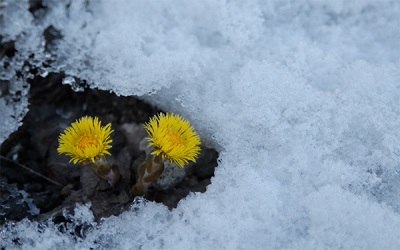  First spring coltsfoot flowers