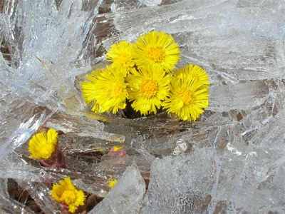  Flowers coltsfoot on Baikal