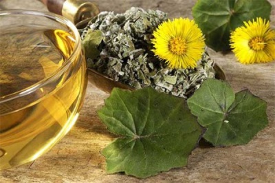  Coltsfoot characteristics