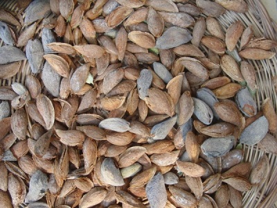  Almond characteristics