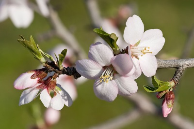  Sweet almond blossom