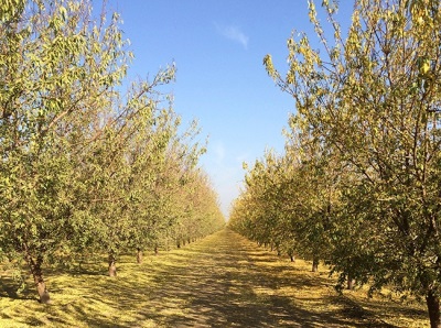  Almonds are cultivated in many European countries.