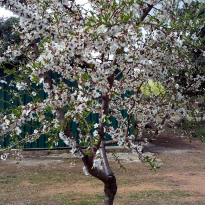  Almond tree variety of common almond