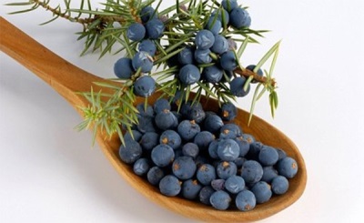  Characteristics of juniper fruits