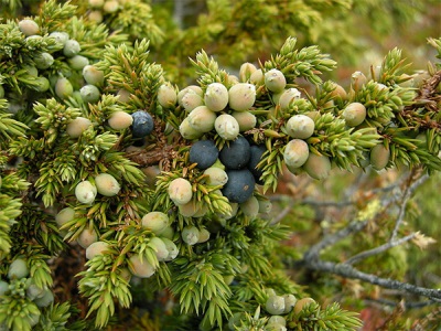  Harm and contraindications of juniper