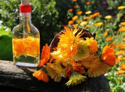  Contraindications calendula tincture