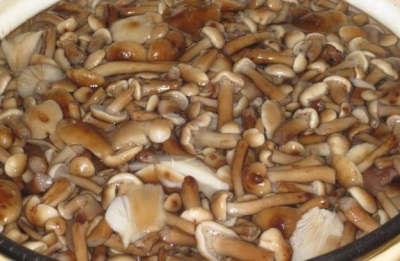  Boiled mushrooms