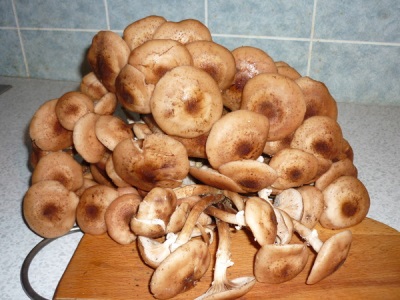  Mushrooms have many beneficial properties for the body