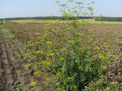  Wild parsnip