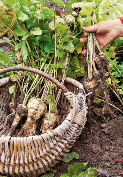  Harvesting parsnips