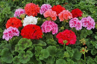  Geranium or geranium home