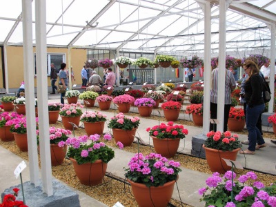  Different varieties of pelargonium on display in Germany