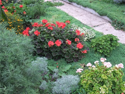  Pelargonium a kertben