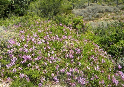  Vad Pelargonium