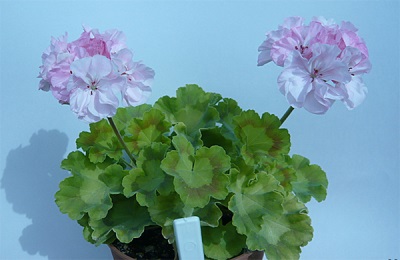  A pelargonium kémiai összetétele