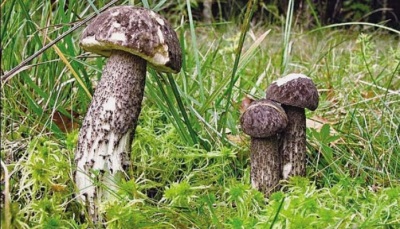  Boletus multicolored