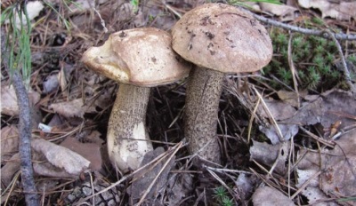  Boletus pinking