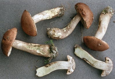  Brown cap boletus used for medical purposes