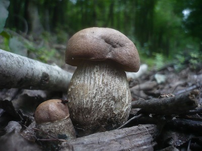  Boletus kemény