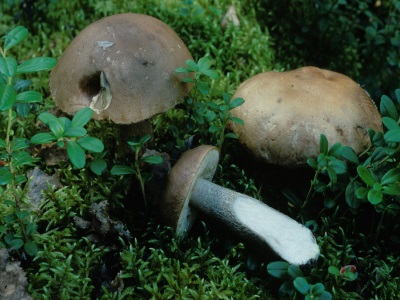  Boletus ash gray