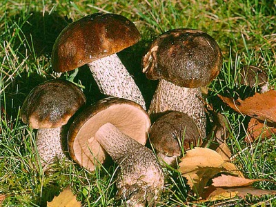  A boletus lombhullató erdőkben nő