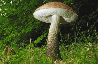  The appearance of boletus