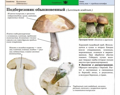  Common boletus