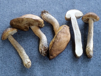  Aspen mushrooms are not rarely used for medical purposes.