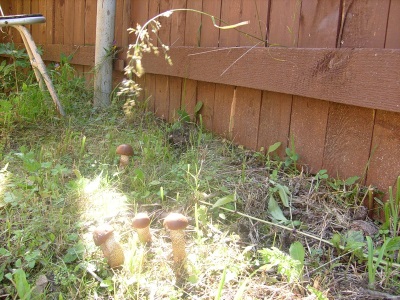  Cultivation of aspen mushrooms