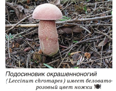  Boletus színű