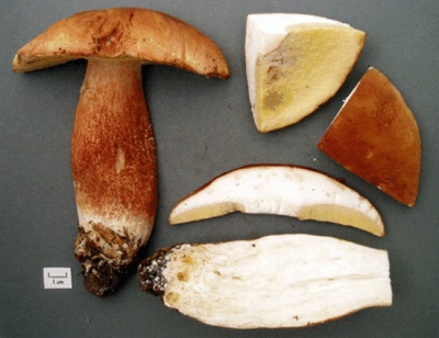  Aspen mushrooms are valuable for their chemical composition.