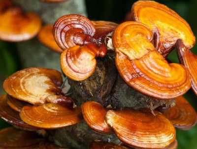  Reishi mushroom grows most commonly in China and Japan