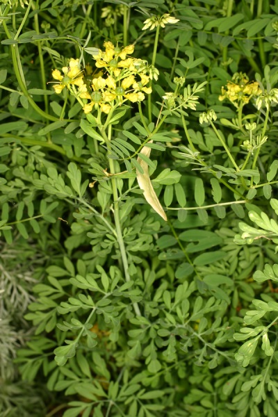  Shrub rue bush