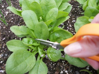  Harm and contraindications for spinach