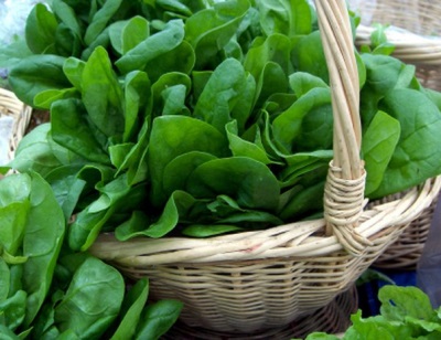  Harvesting spinach