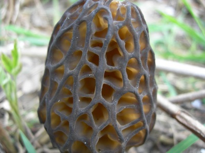  Morel hat