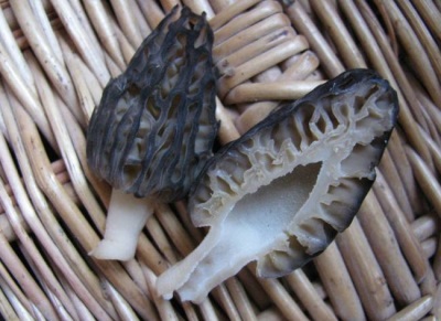  Morels contain vitamins and other valuable items.