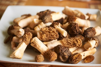  Morels juice is used for medicinal purposes.